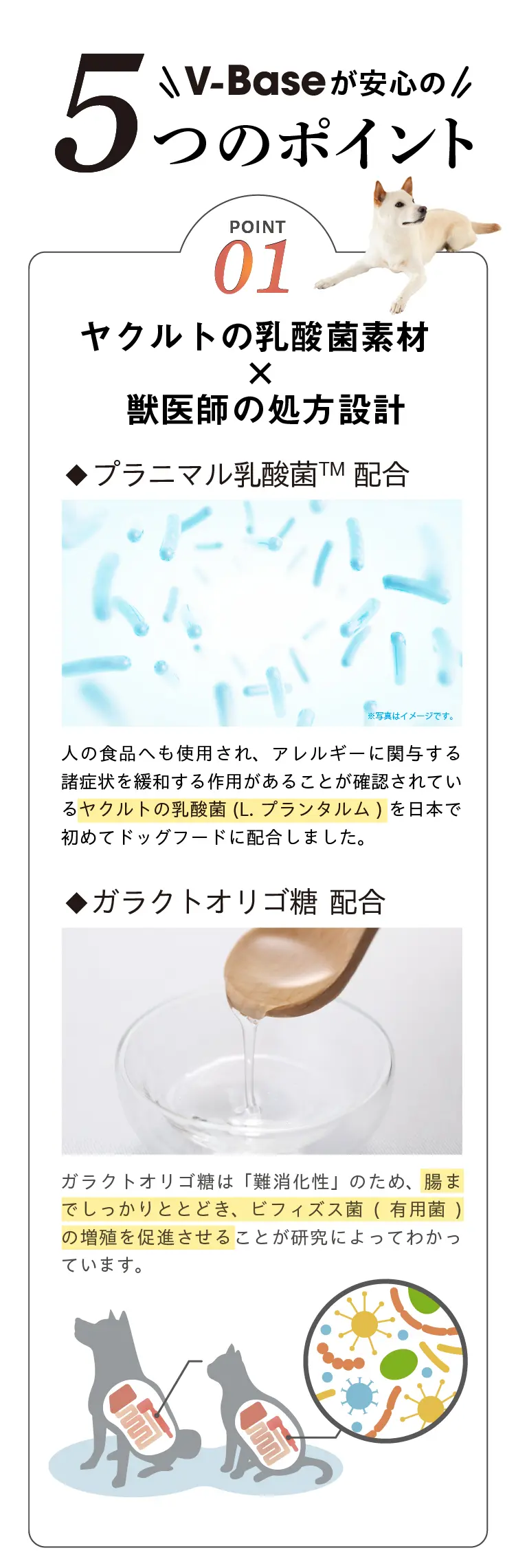 Vet’Labo V-Base ヤクルト ベッツラボ ブイベース V-Base ブイベース 犬用 800g