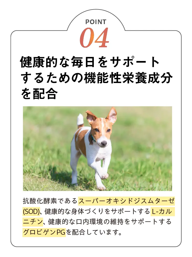 V-Base ブイベース 犬用 800g | Vet's Labo（ベッツラボ）公式ブランド