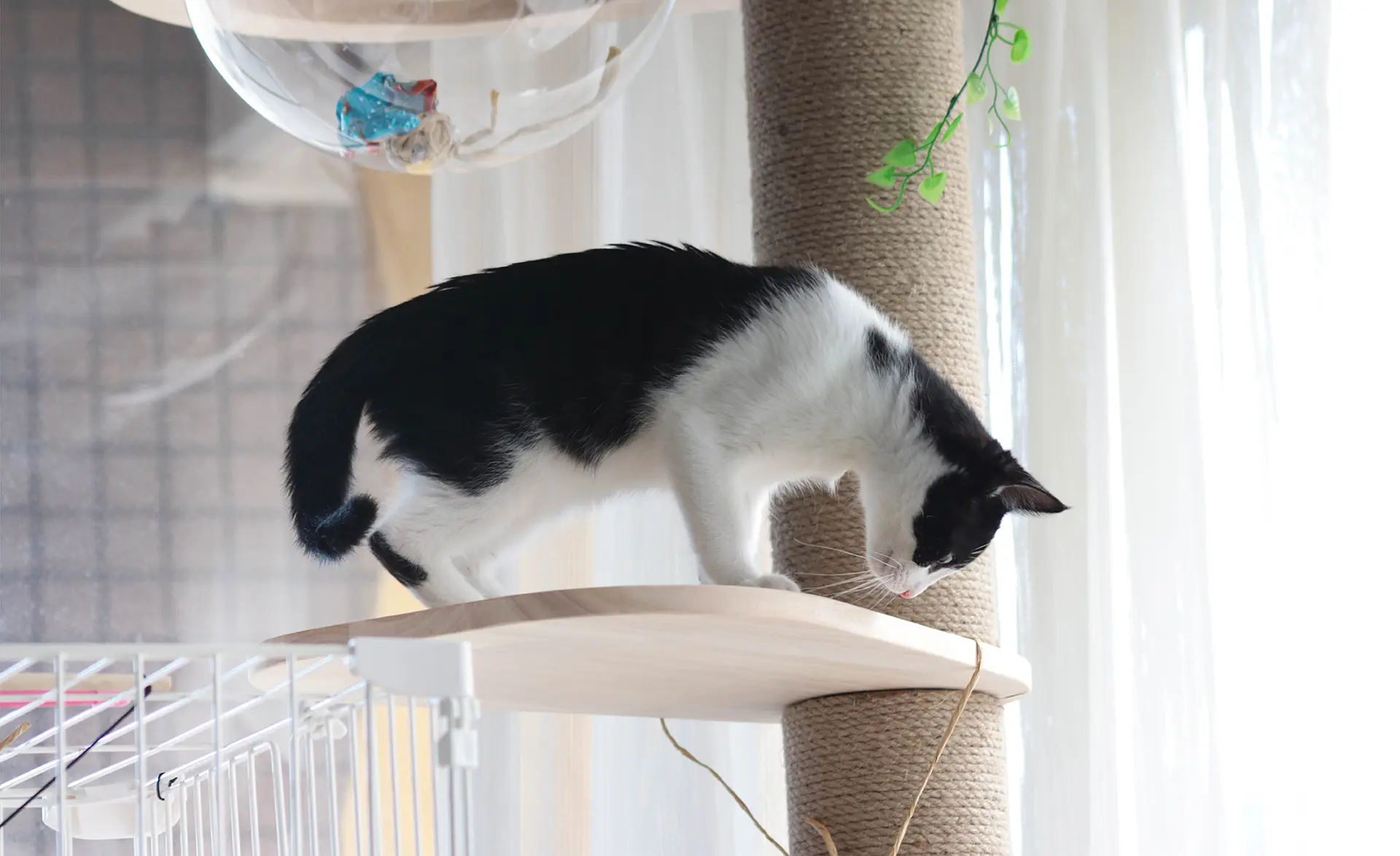 猫のシニア期ケア / メディダイエット シニアシリーズのご紹介 | Vet's