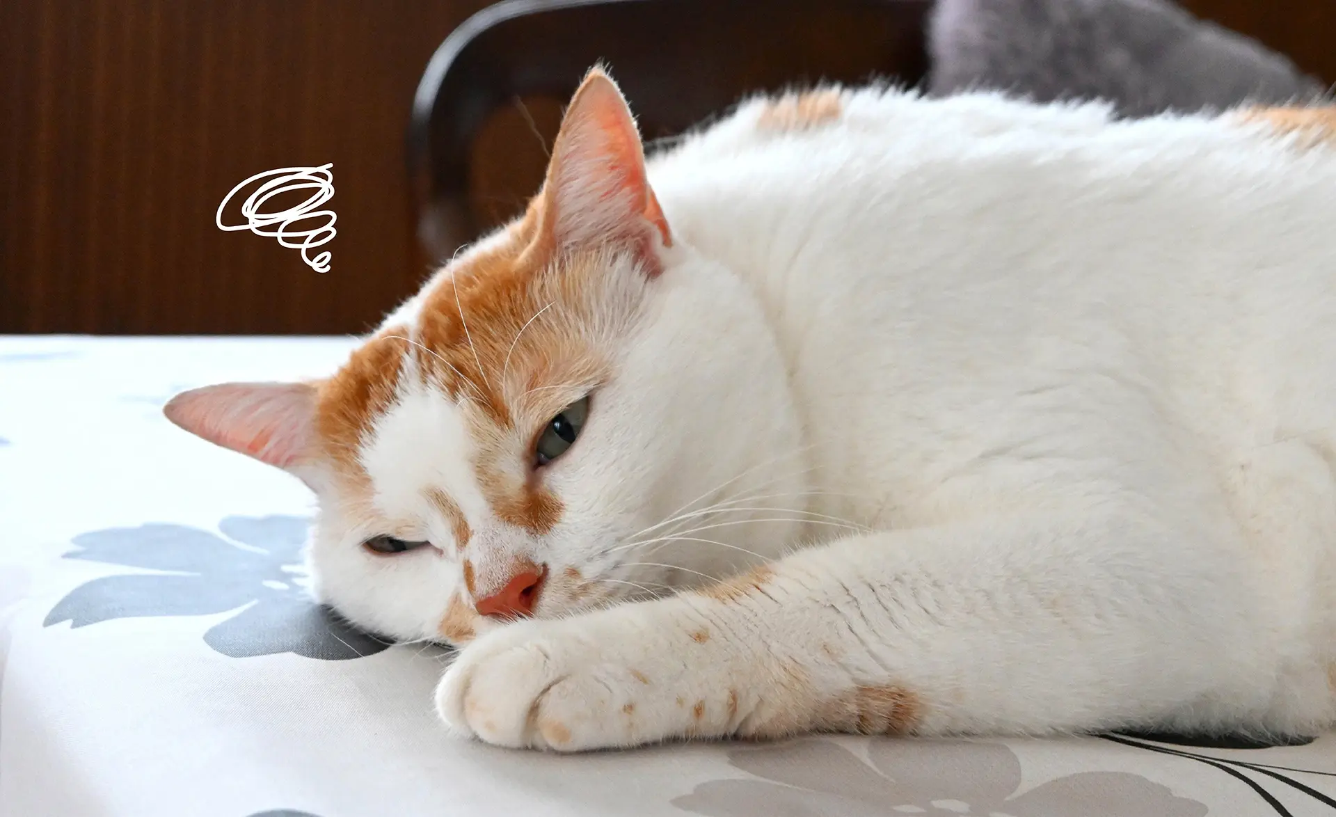 猫の肝臓の健康を守る正しい食事管理 | Vet's Labo（ベッツラボ）公式